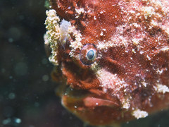 Abantennarius nummifer