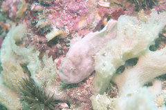 Abantennarius nummifer