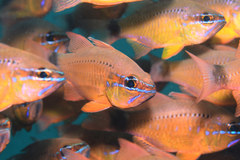 Ostorhinchus fleurieu