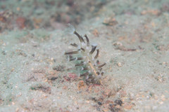 Veretillidae