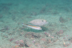 Suezichthys gracilis