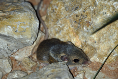 Perognathus
