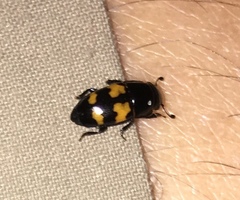 Glischrochilus fasciatus