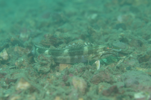 Eyespot grubfish (Parapercis ommatura) — Pinguipedidae