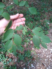 Ostrya carpinifolia