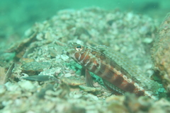 Parapercis maculata