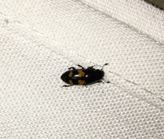 Glischrochilus fasciatus