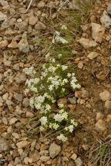 Galium pusillum