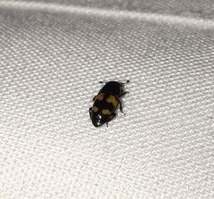 Glischrochilus fasciatus