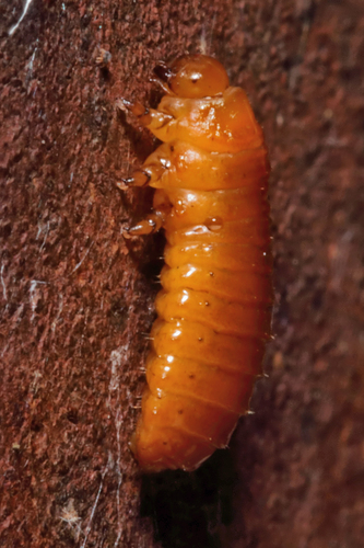 Larger Elm Leaf Beetle