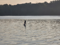 Pelecanus erythrorhynchos