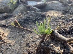 Phemeranthus confertiflorus