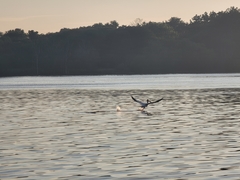 Pelecanus erythrorhynchos
