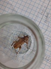 Eburia mutica
