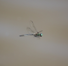 Somatochlora exuberata