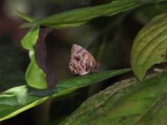 Flos fulgida singhapura