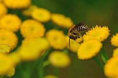 Colletes daviesanus