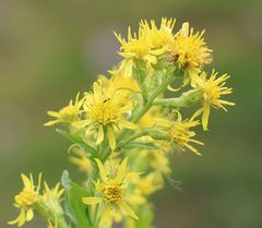 Solidago virgaurea minuta