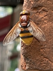 Volucella zonaria