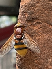 Volucella zonaria
