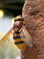 Volucella zonaria
