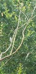 Dryobates pubescens