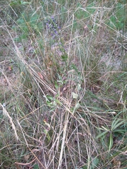 Campanula bononiensis