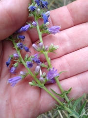 Campanula bononiensis
