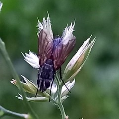 Eriothrix rufomaculata
