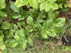 Fraxinus quadrangulata