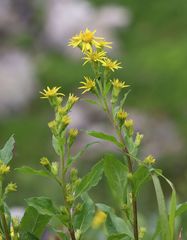 Solidago virgaurea minuta