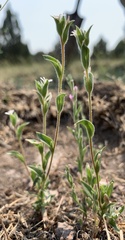 Epilobium torreyi