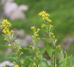 Solidago virgaurea minuta