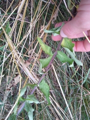 Campanula bononiensis