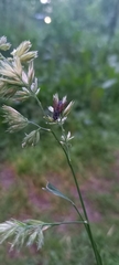 Eriothrix rufomaculata