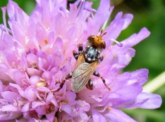 Myopa variegata