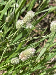 Trifolium arvense