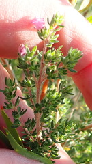 Erica grata