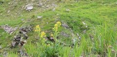 Solidago virgaurea minuta