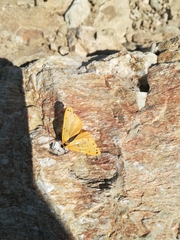 Setina
