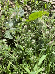 Trifolium arvense
