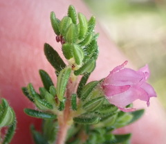 Erica grata