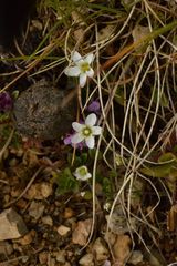 Arenaria ciliata multicaulis
