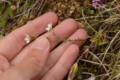 Arenaria ciliata multicaulis