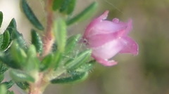 Erica grata