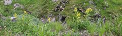 Solidago virgaurea minuta