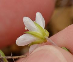 Arenaria ciliata multicaulis