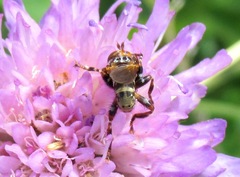 Myopa variegata