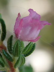 Erica grata