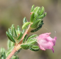 Erica grata